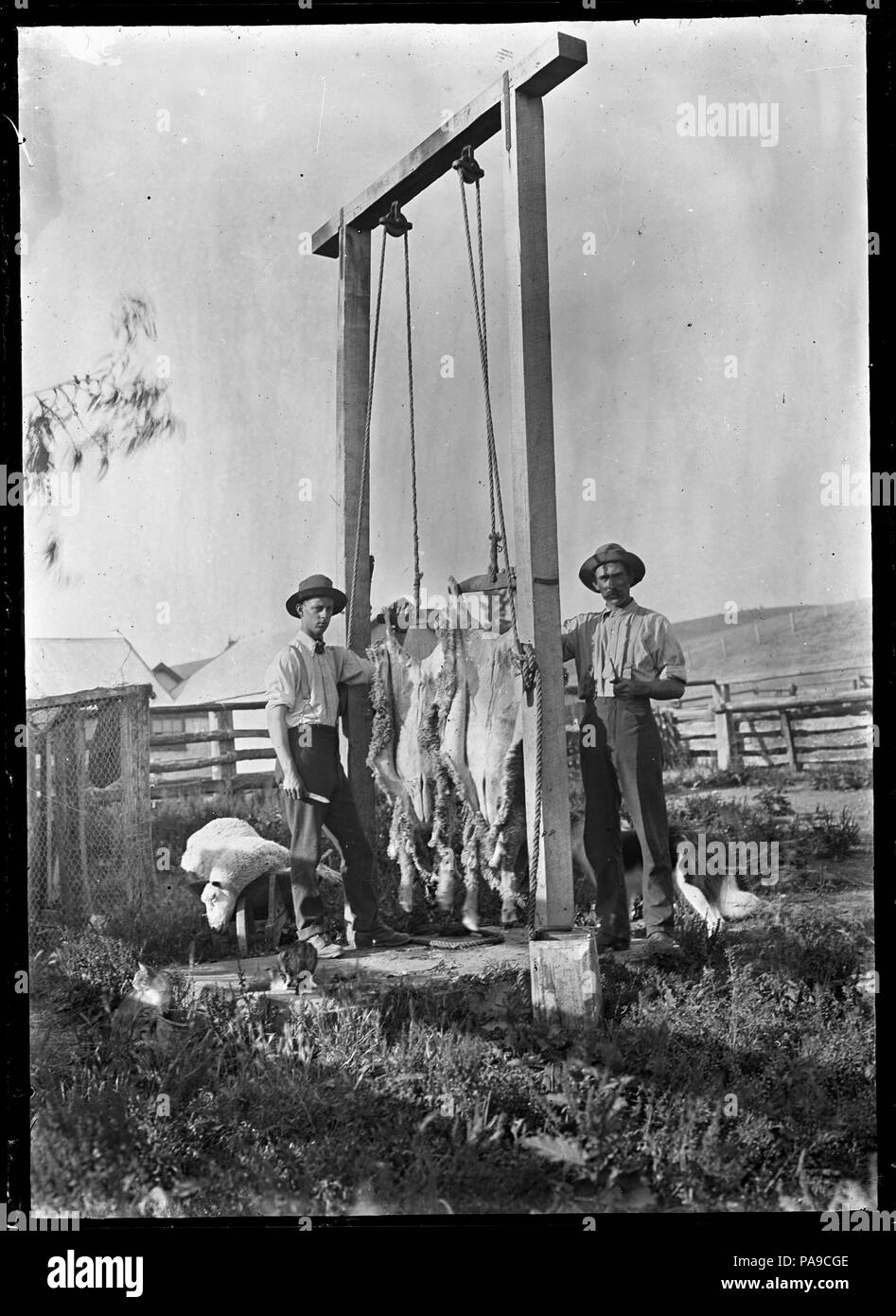 189 Outdoor mattatoio, con due carcasse di ovini strung fino per la scuoiatura e la macellazione, a Mendip Hills, Hurunui District. ATLIB 285690 Foto Stock