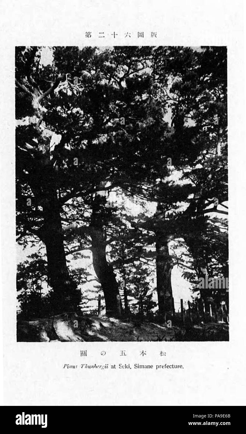 200 Pinus Thunbergii a Seki Foto Stock