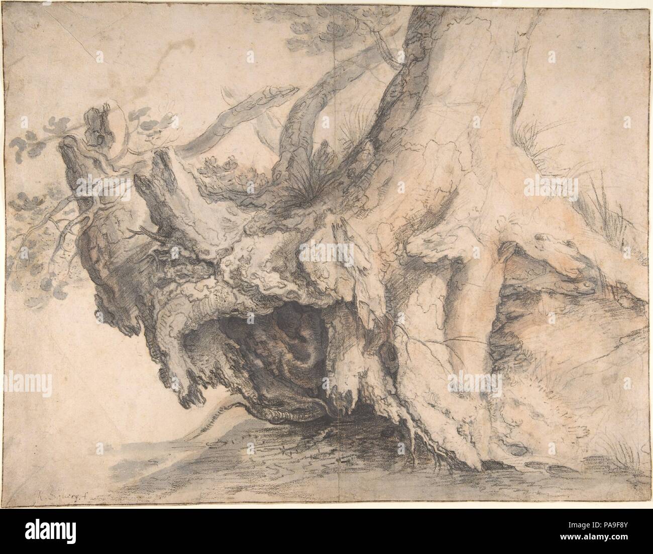 Studio di un albero. Artista: Roelandt Savary (fiammingo, Kortrijk 1576-1639 Utrecht). Dimensioni: 12-1/16 x 15-1/2 in. (30,6 x 39,4 cm). Data: ca. 1606-7. Entrambi morti e viva e un potente, sradicati tronco di albero, insieme con un groviglio di monconi, radici e rami, è l'unico oggetto di questo disegno. Savary, come molti altri artisti Netherlandish intorno al 1600, era affascinato da tale altamente caricato le animazioni delle forme naturali. Savary potrebbe avere incontrato questo albero durante il suo lungo viaggio verso la Svizzera e Alpi tirolesi, dal 1606 al 1608, su cui ha rispettato l'ordine del Sacro Romano Imperatore Ru Foto Stock