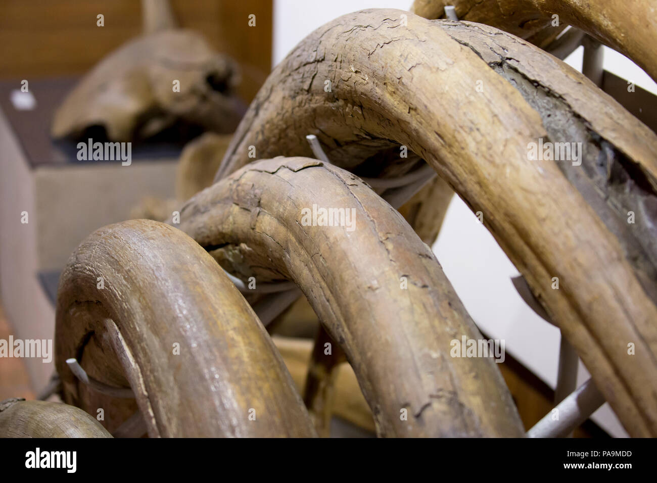 Mammoth zanne in un museo - Kamchatka, Russia Foto Stock