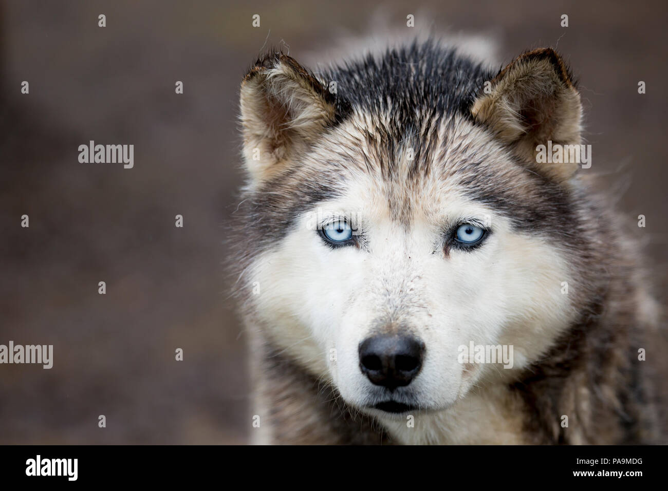 Siberian Husky, Russia Foto Stock