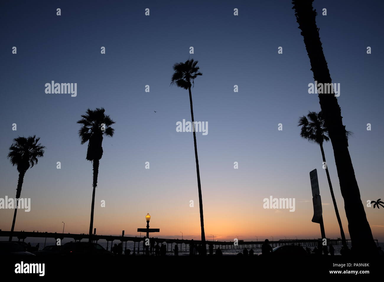 Palm Tree Silhouette a San Diego, California Foto Stock