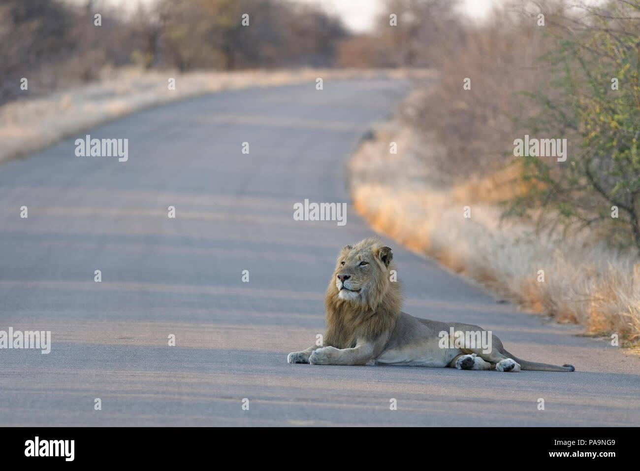 Leone africano (Panthera leo), maschio adulto che giace nel mezzo di una strada asfaltata nella luce della sera, head up, Kruger National Park, Sud Africa e Africa Foto Stock