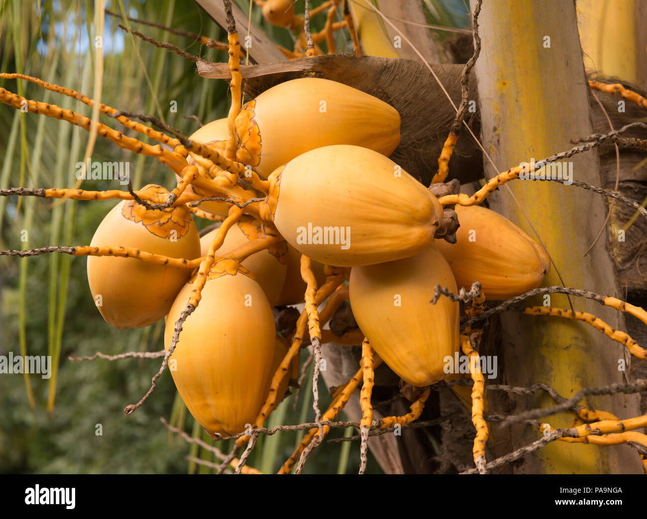 Noci di cocco appeso a un albero Foto Stock