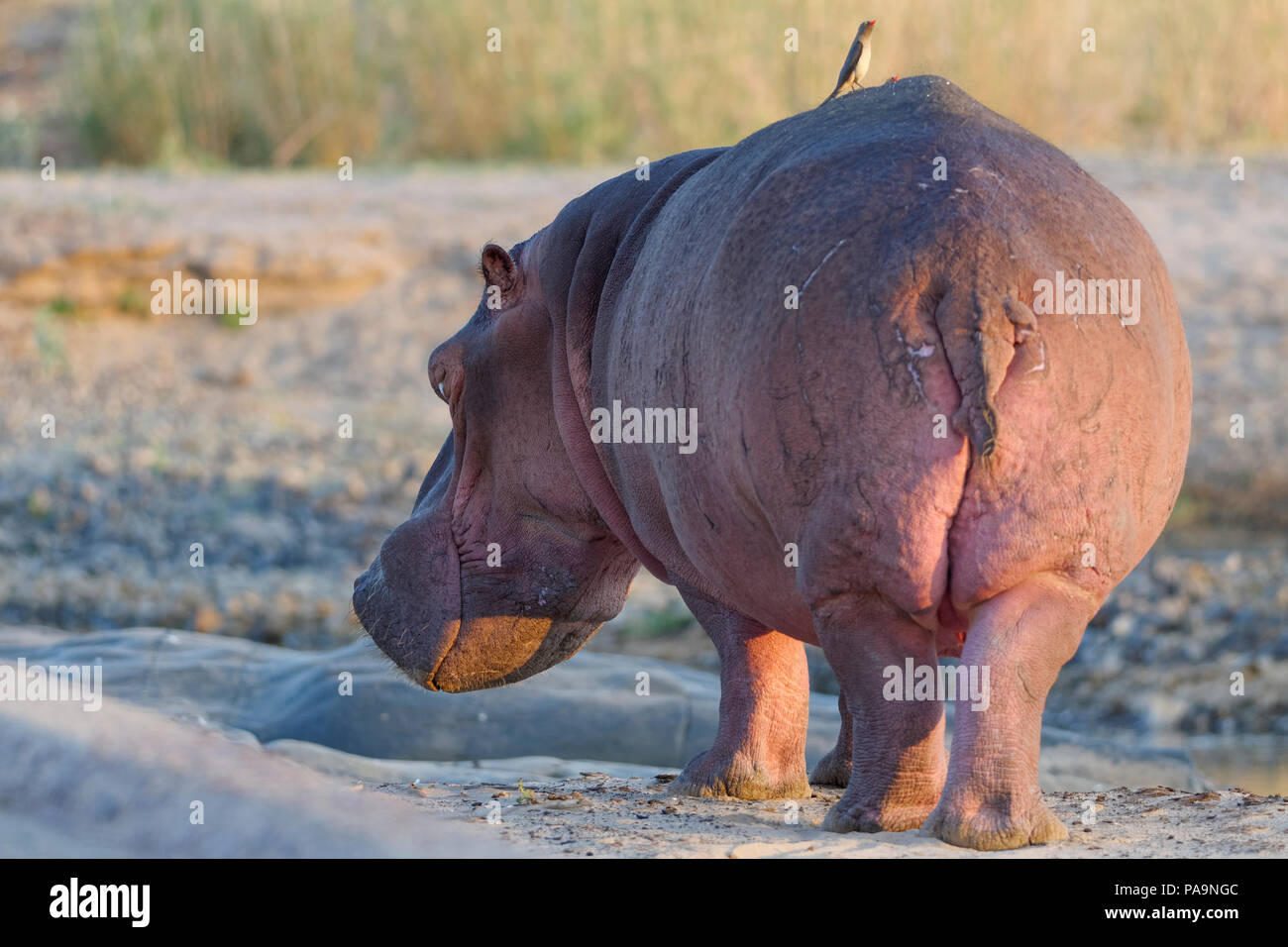 Ippopotamo (Hippopotamus amphibius) in piedi nel letto del fiume Olifants con due red-oxpeckers fatturate sul suo retro, il Parco Nazionale Kruger, Sud Africa Foto Stock