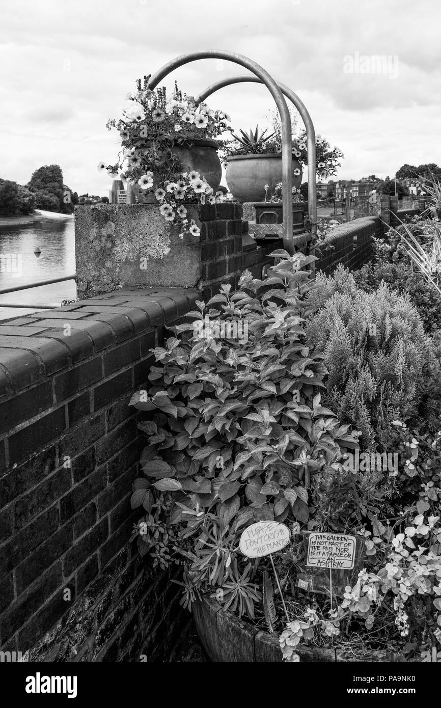 Il Chiswick. Greater London. Piante in vaso display ' - Chiswick Mall e il terrapieno che conduce da Chiswick a Fulham raggiungere RC. Domenica. 24.07.2016 © Peter SPURRIER Foto Stock