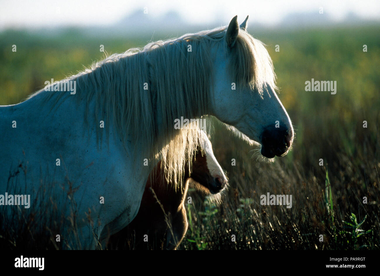 Cavallo selvaggio della Camargue - Mare e puledro - Sud della Francia Cheval Camargue - Jument et poulain Equus caballus Foto Stock
