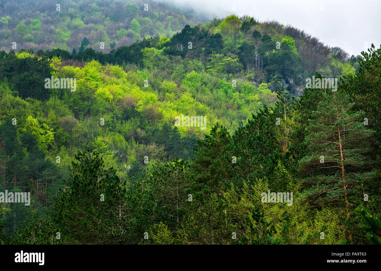 Lussureggiante foresta in un giorno di pioggia Foto Stock