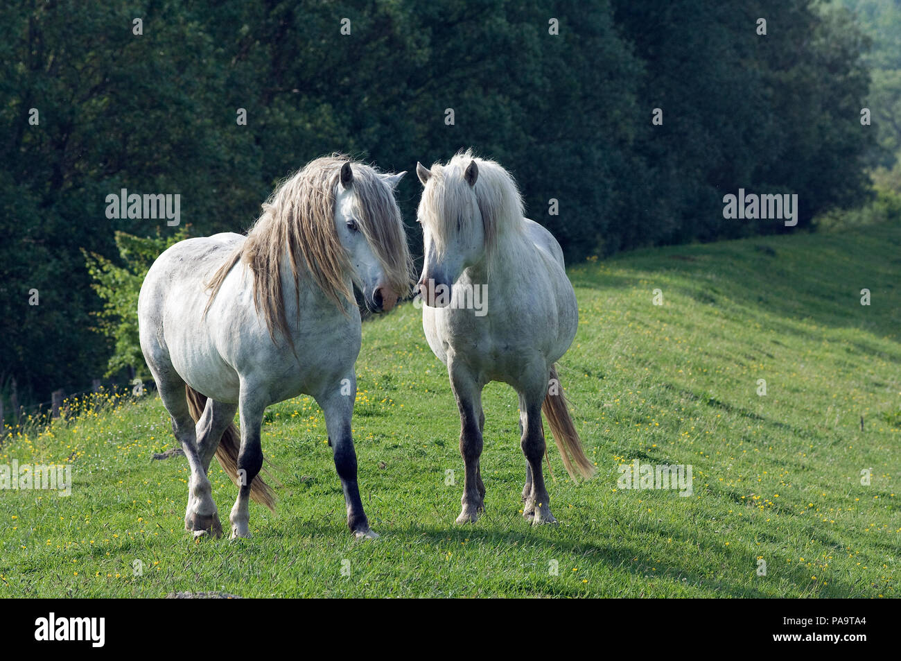 PRE (Pura Razza Espagnole) - razza spagnola (Equus caballus) Foto Stock