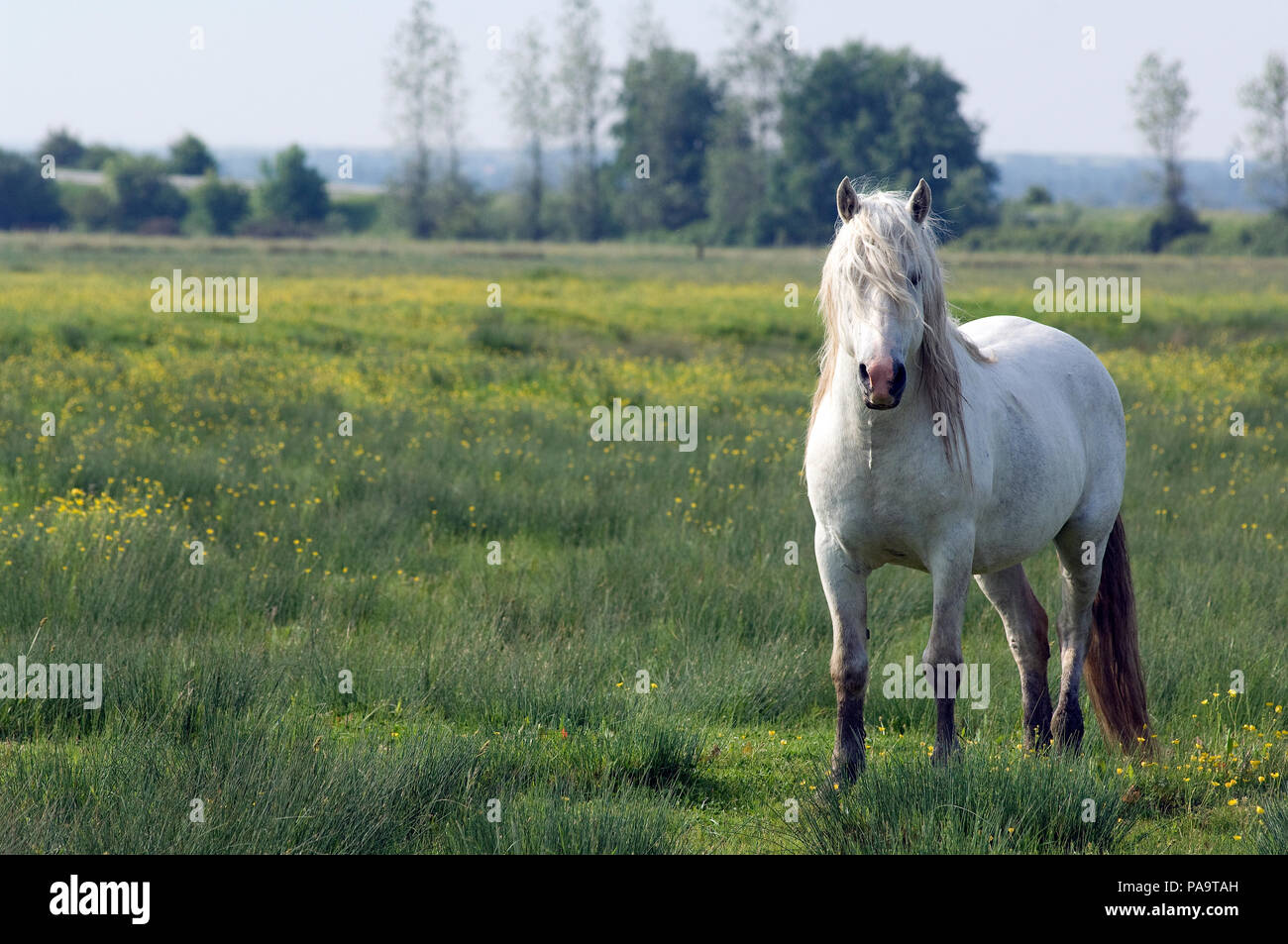 PRE (Pura Razza Espagnole) - razza spagnola (Equus caballus) Foto Stock