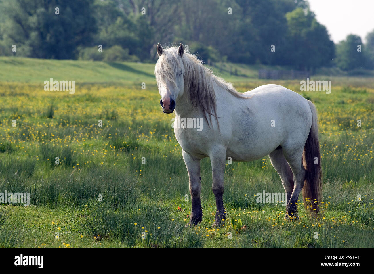 PRE (Pura Razza Espagnole) - razza spagnola Foto Stock
