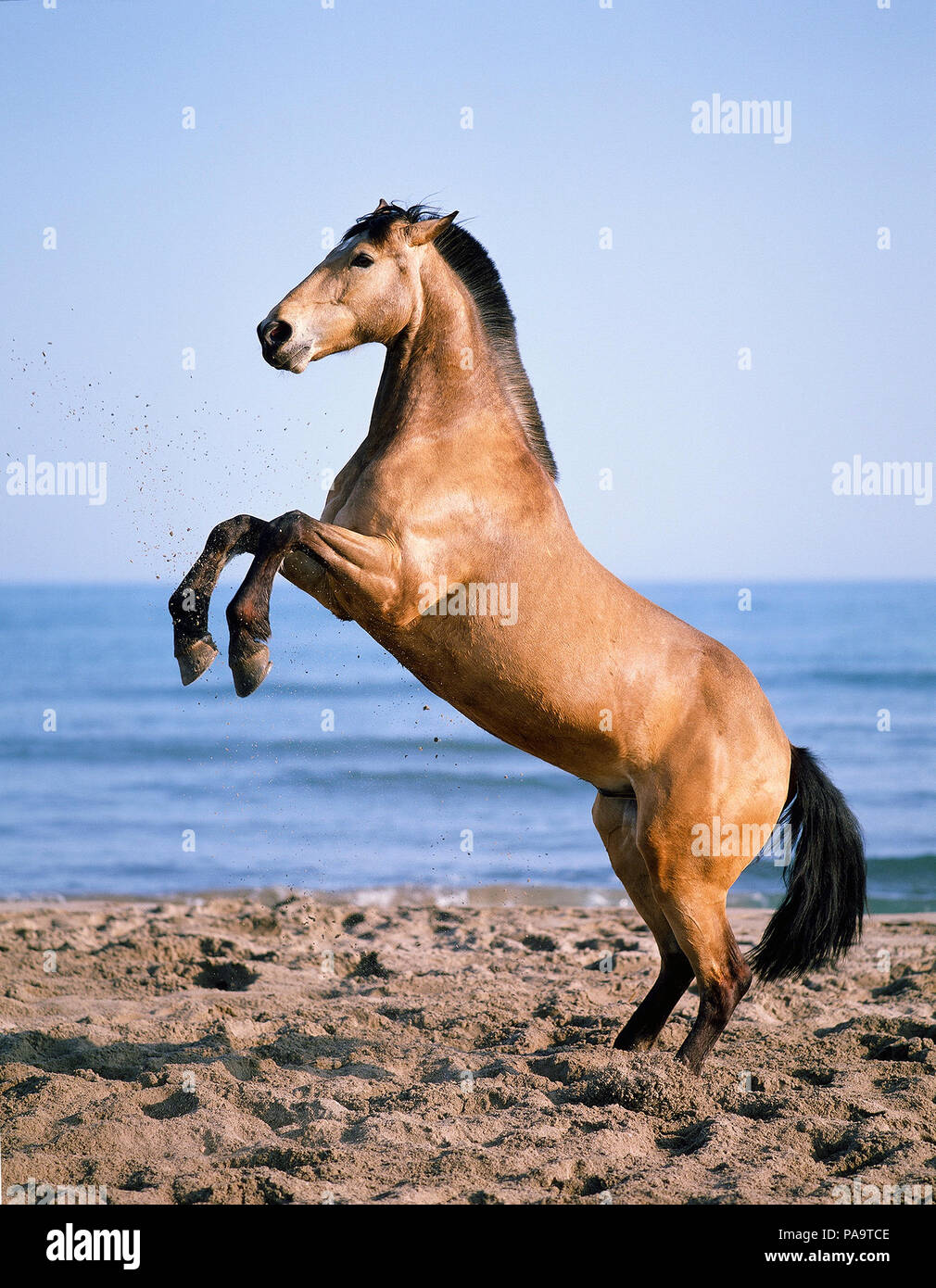Cavallo (Equus caballus) - Allevamento sulla spiaggia Cheval cabré Foto Stock