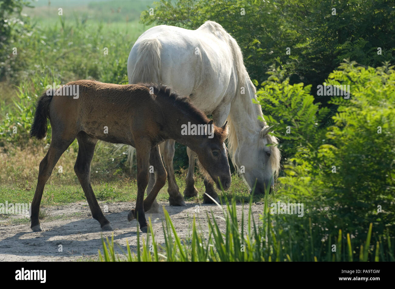 Cheval Camargue - poulain et jument - Cavallo selvaggio della Camargue - puledro e mare - Equus caballus Foto Stock