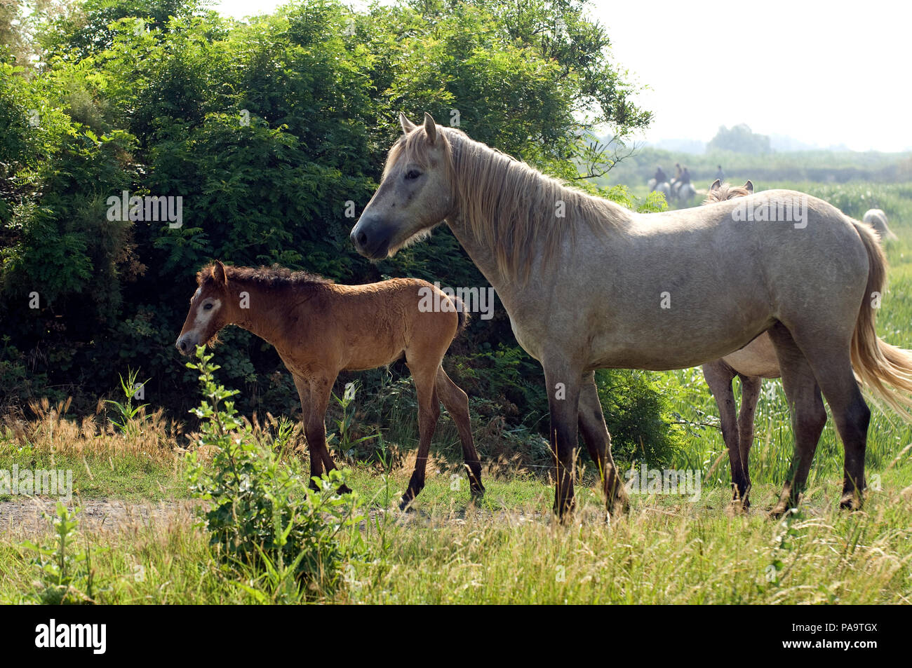 Cheval Camargue - poulain et jument - Cavallo selvaggio della Camargue - puledro e mare - Equus caballus Foto Stock