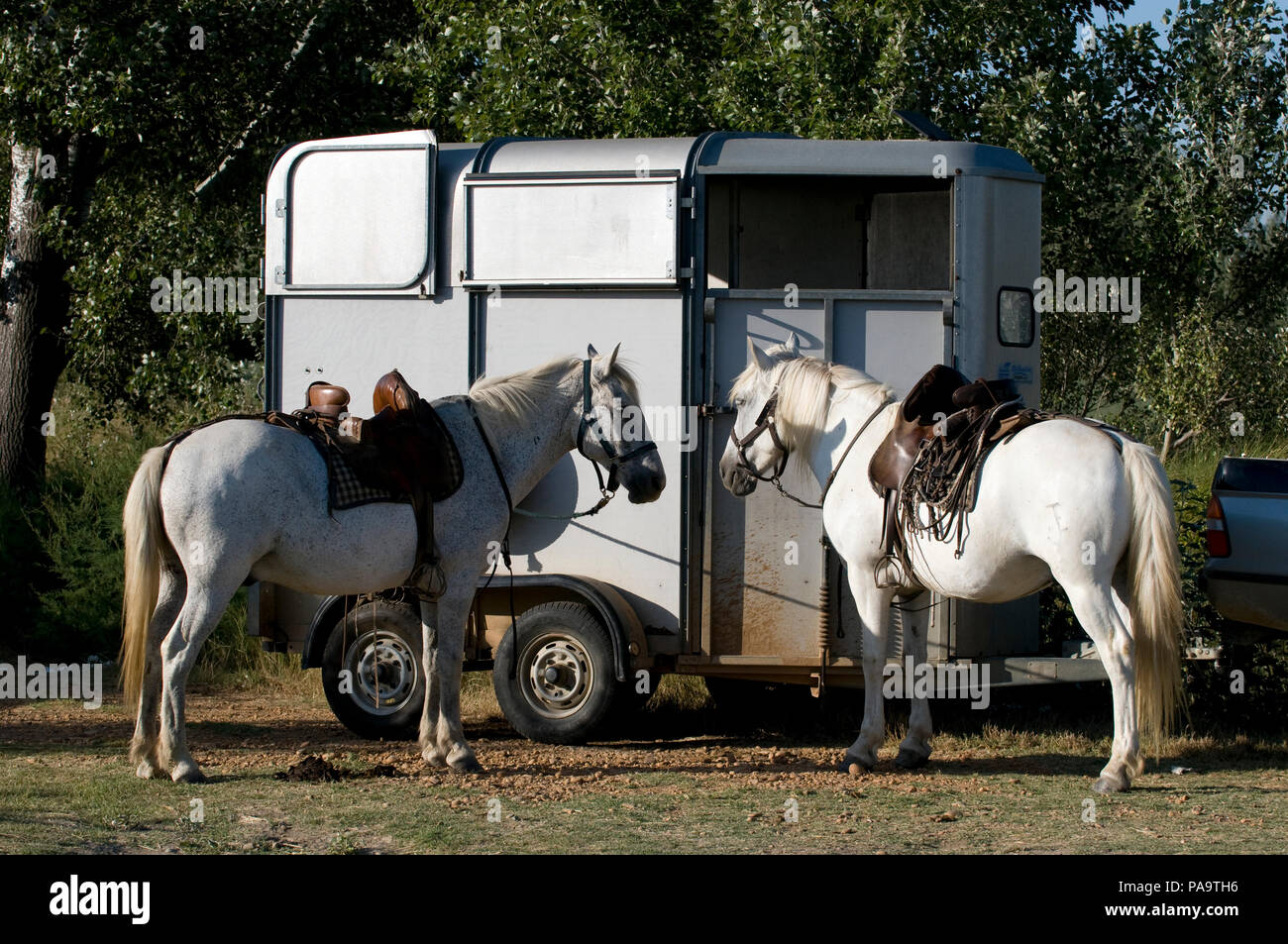 Cavallo della Camargue (Equus caballus), della Francia meridionale Foto Stock