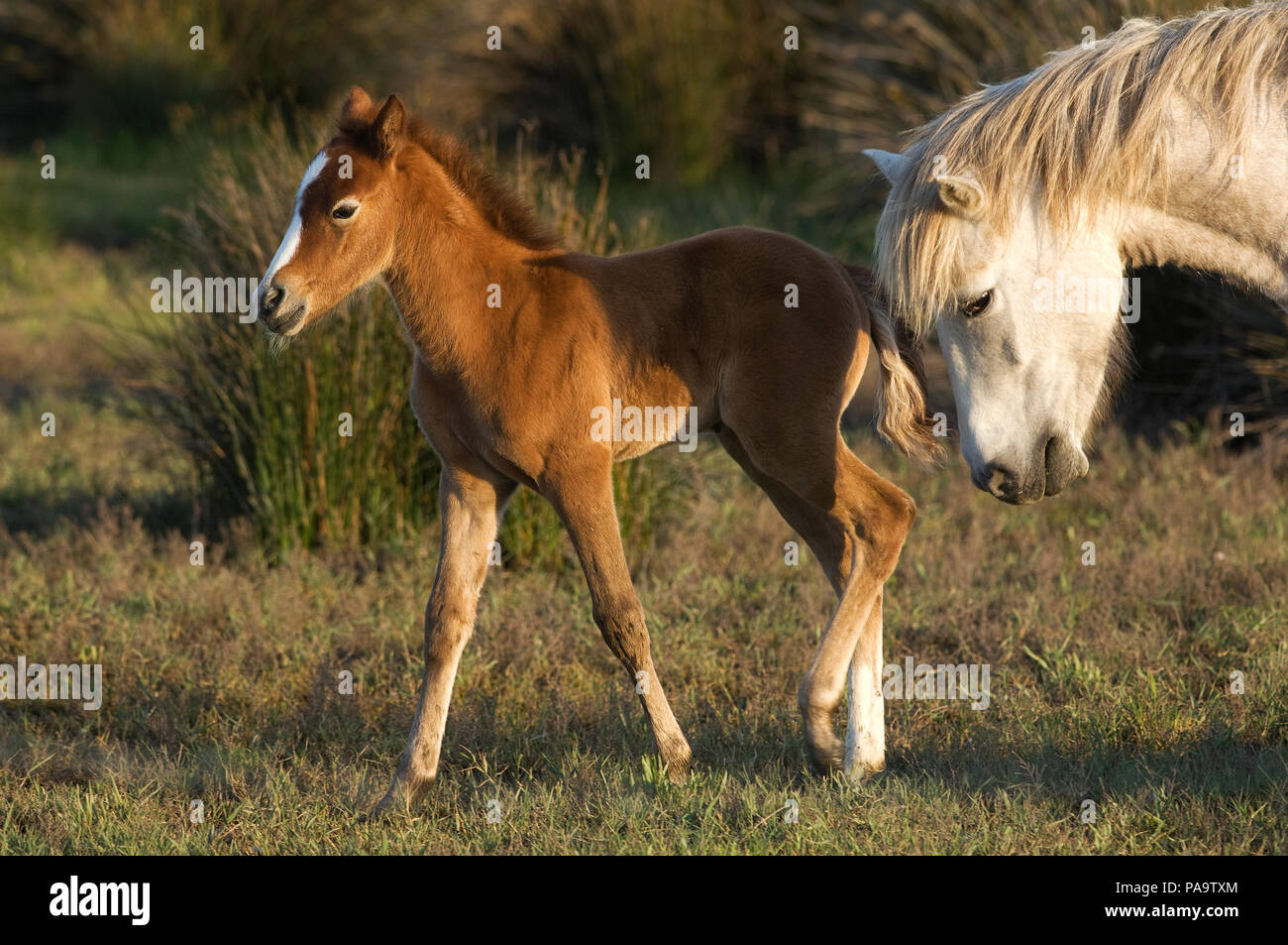 Cheval Camargue - jument et poulain - Cavallo selvaggio della Camargue - mare e puledro - Equus caballus Foto Stock