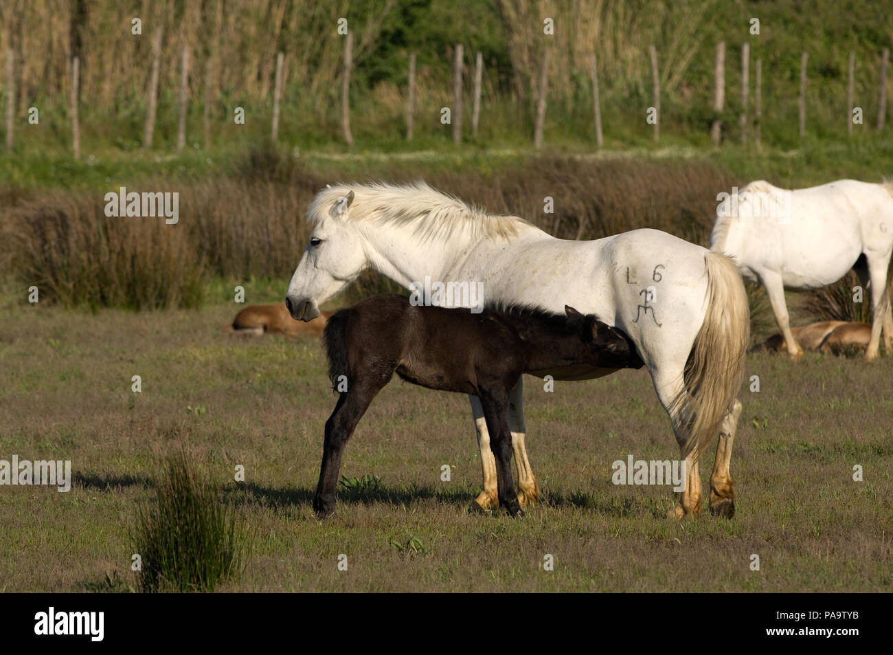 Cheval Camargue - jument et poulain - Cavallo selvaggio della Camargue - mare e puledro - Equus caballus Foto Stock