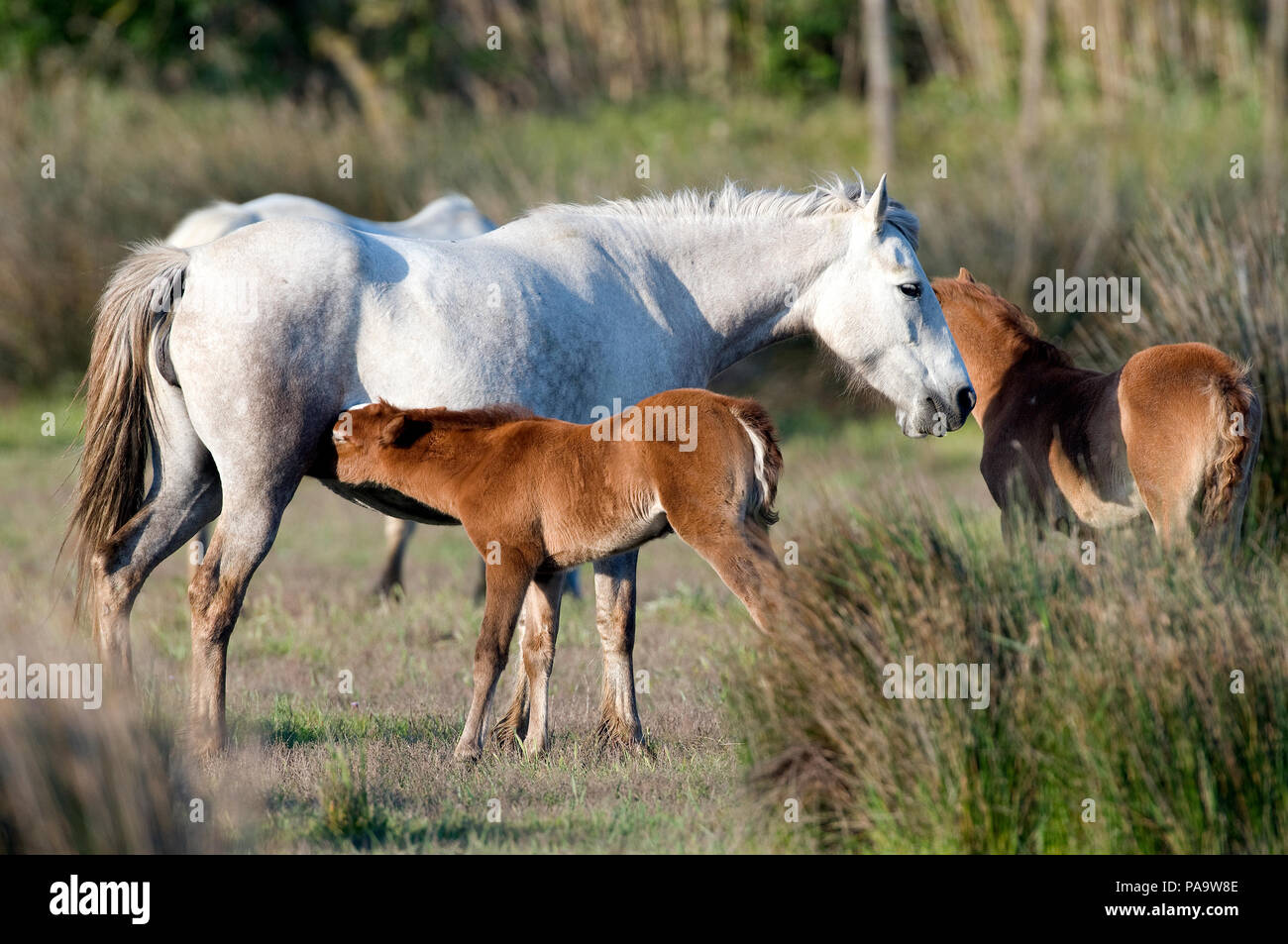 Cheval Camargue - jument et poulain - Cavallo selvaggio della Camargue - mare e puledro - Equus caballus Foto Stock