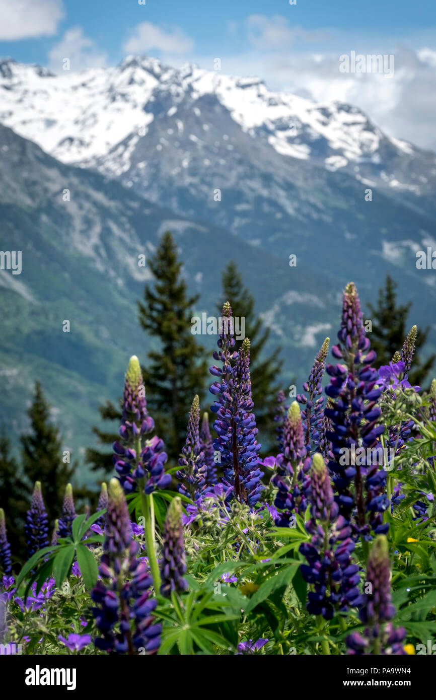 Viola gigli di coda di volpe di fronte alti alberi su uno sfondo delle Alpi francesi nei pressi di Valloire Foto Stock