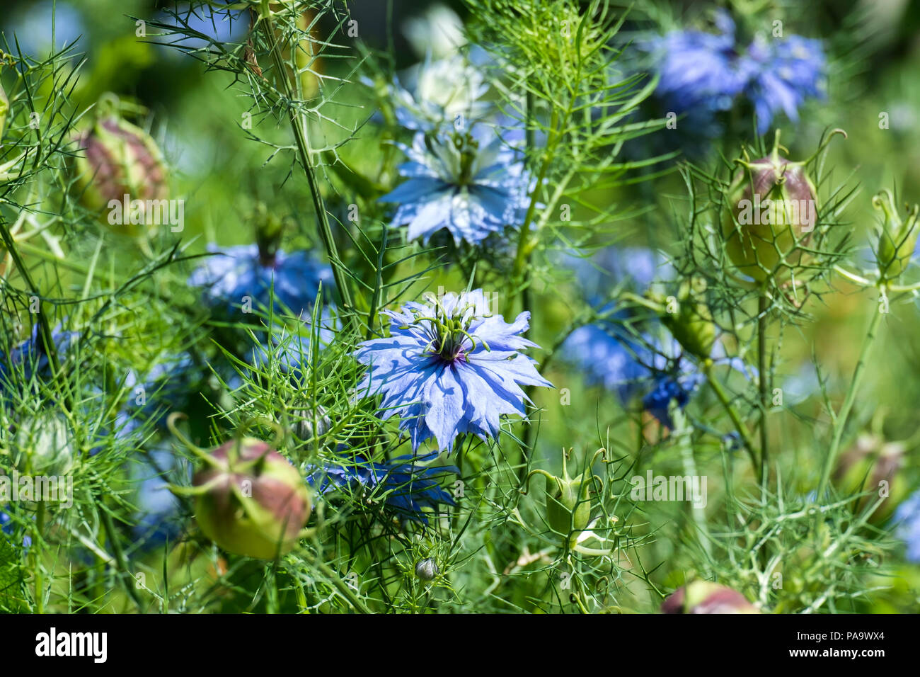 I fiori del diavolo nella boccola. Delicatamente i fiori blu di ragged lady (Nigella damascena) Foto Stock