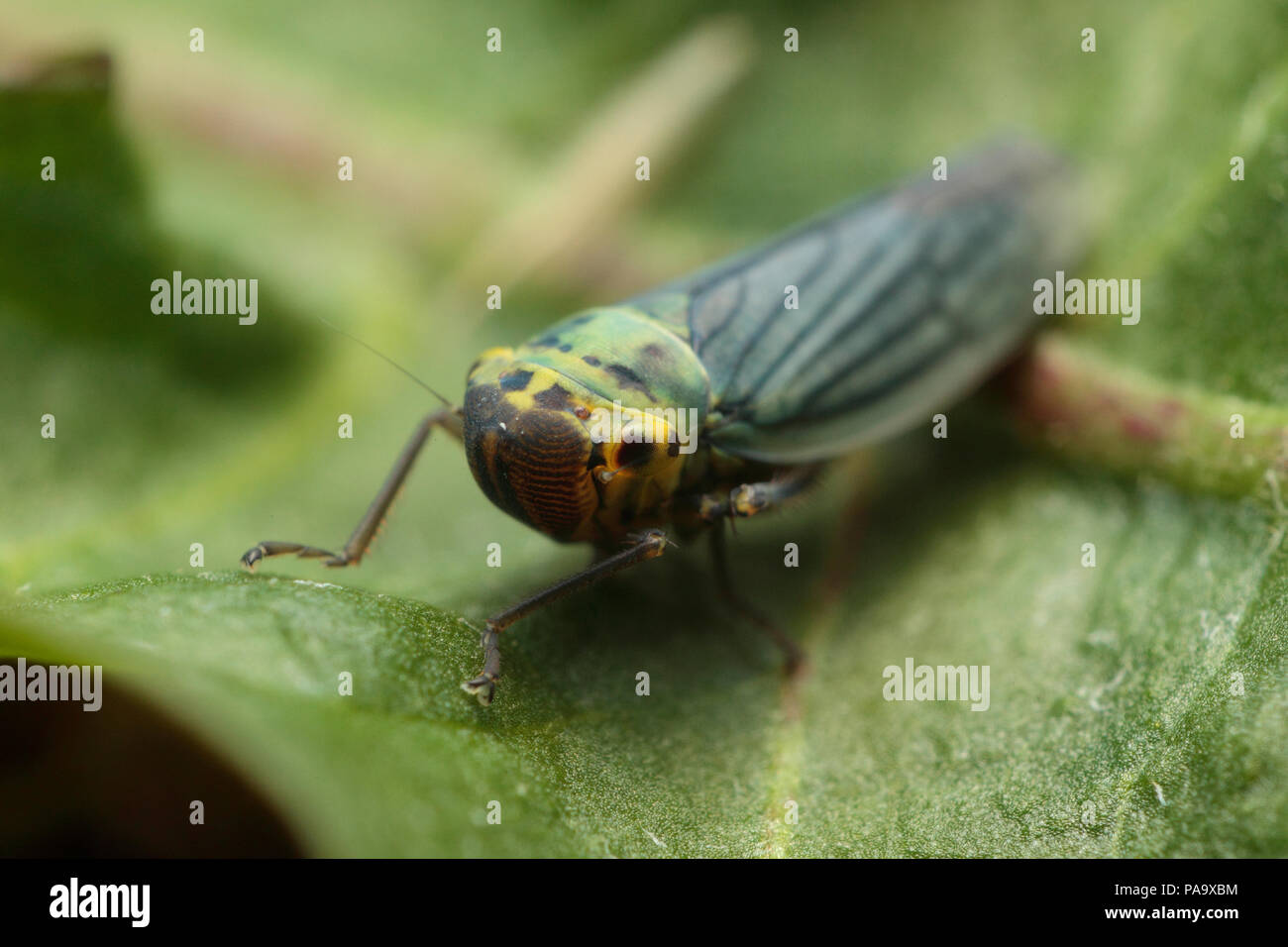 Foglia verde-tramoggia Foto Stock