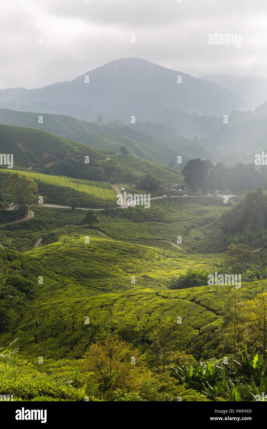 Le piantagioni di tè in Cameron Highlands, Malaysia Foto Stock