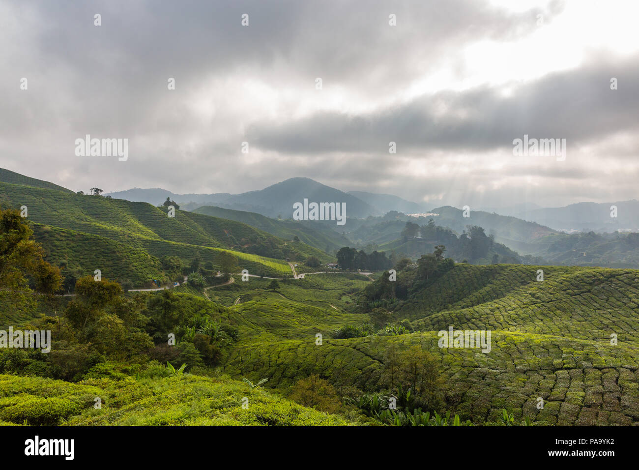 Le piantagioni di tè in Cameron Highlands, Malaysia Foto Stock