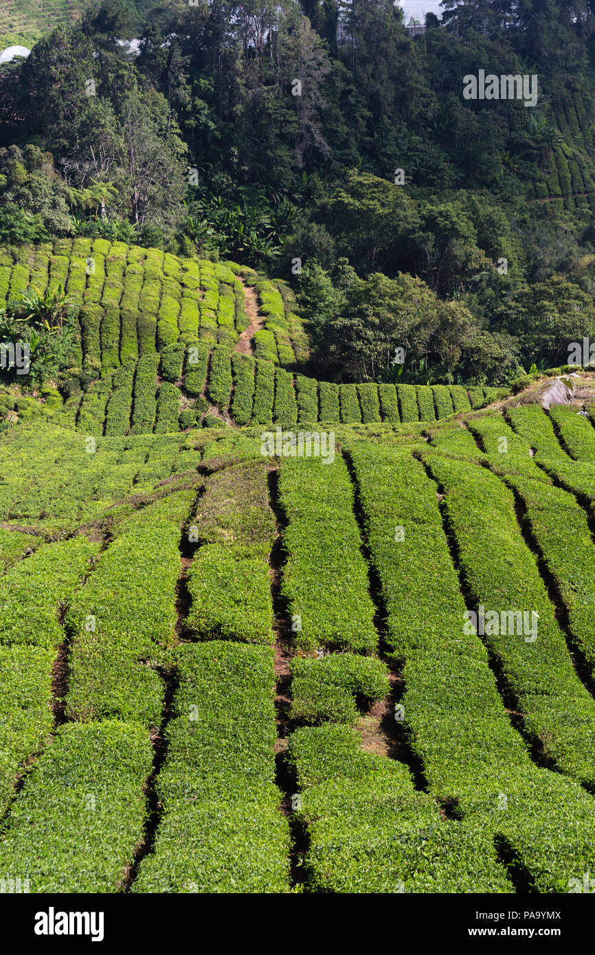 Le piantagioni di tè in Cameron Highlands, Malaysia Foto Stock