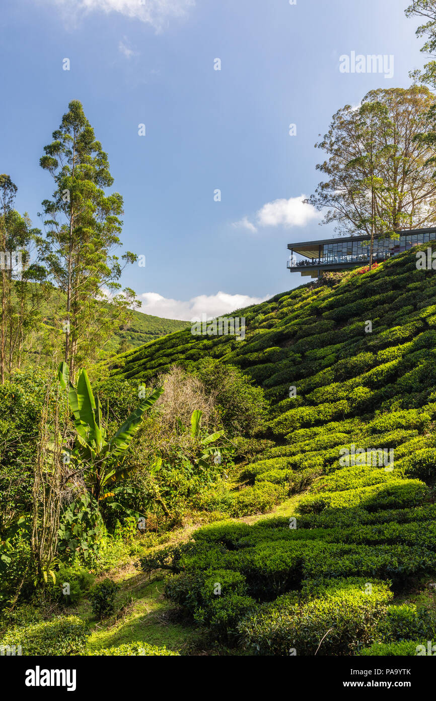 Le piantagioni di tè in Cameron Highlands, Malaysia Foto Stock