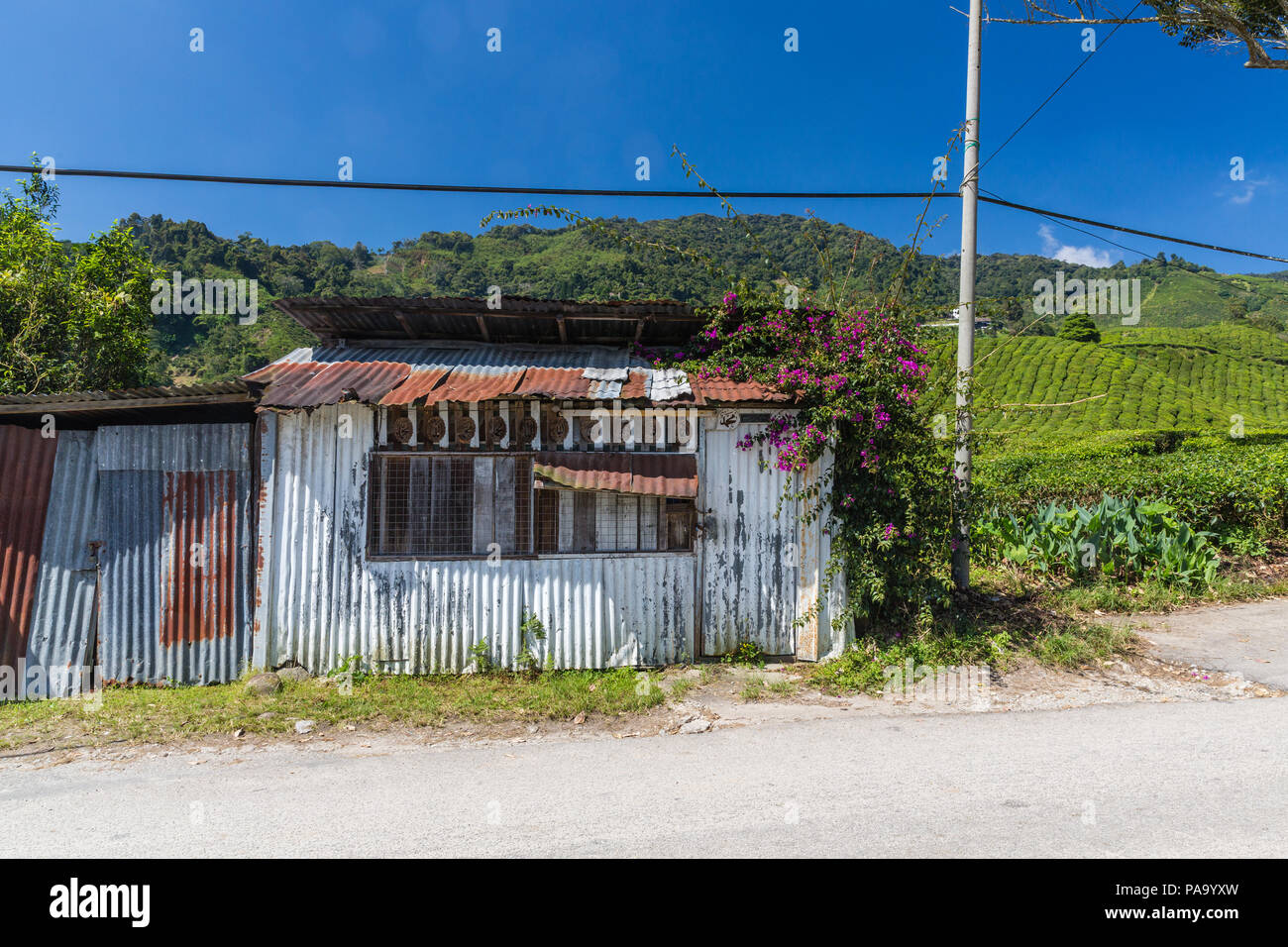 Le piantagioni di tè in Cameron Highlands, Malaysia Foto Stock