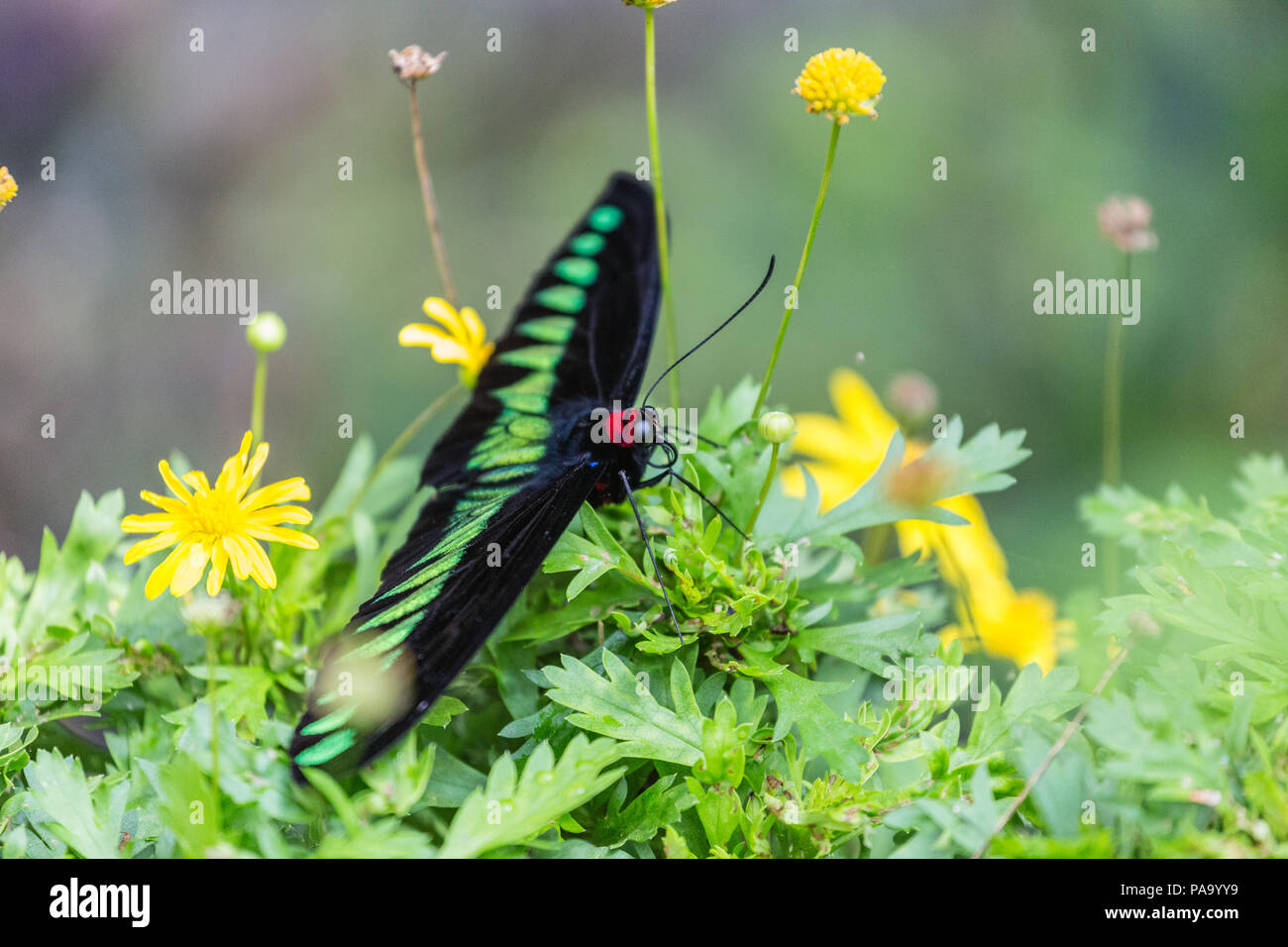 Malaysia la nazionale di butterfly - Raja Brooke's Birdwing - Trogonoptera brookiana Foto Stock