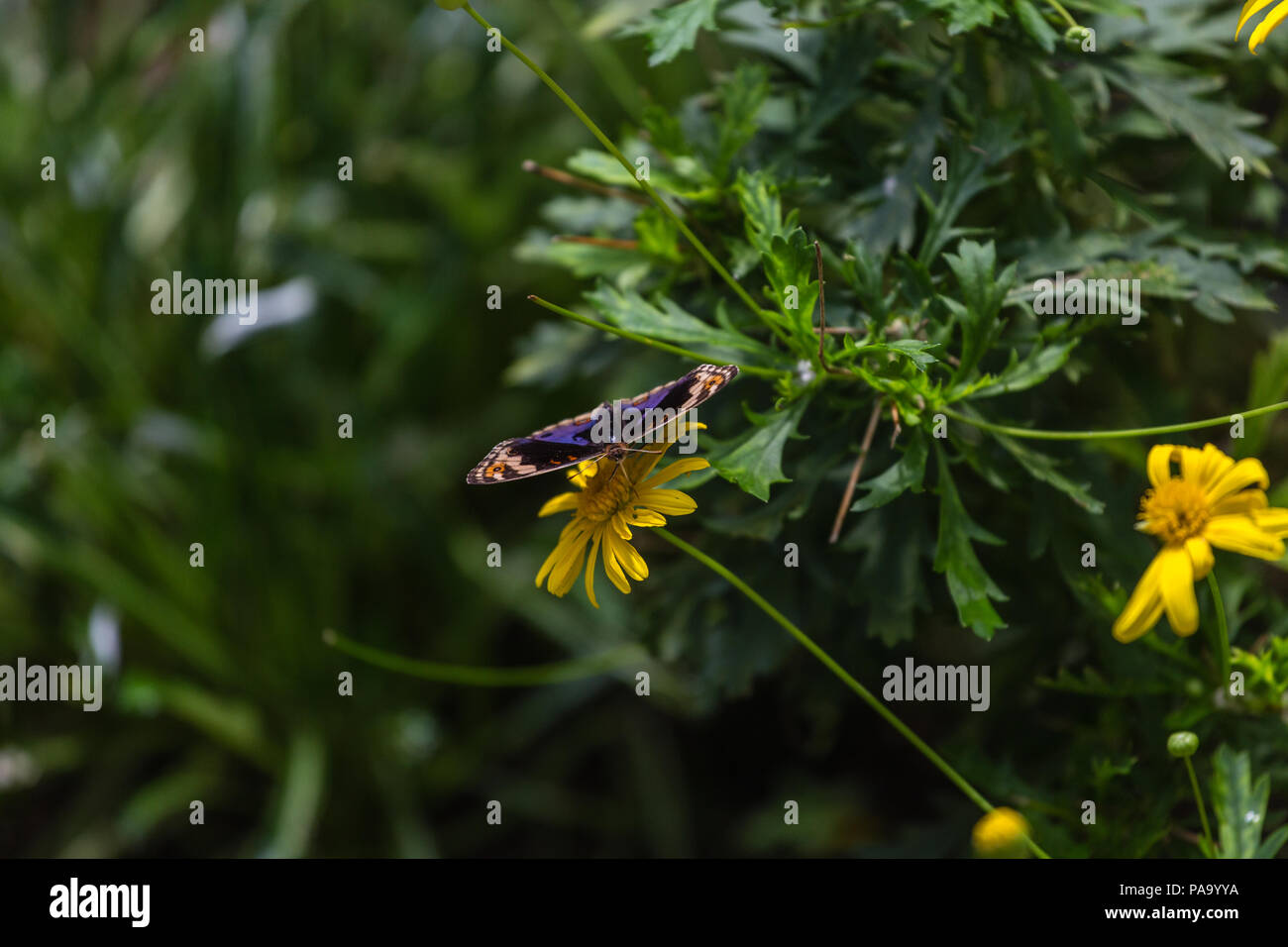 Le farfalle in Malesia - Junonia orithya wallacei Foto Stock