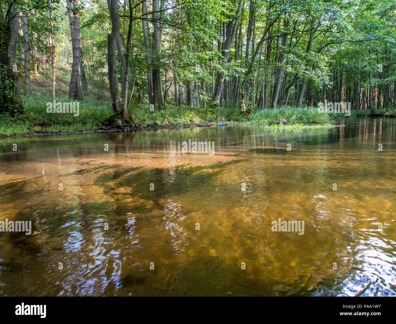 Alberi na thr banca del fiume Dobrzyca. Polonia, durante l'escursione in canoa Foto Stock