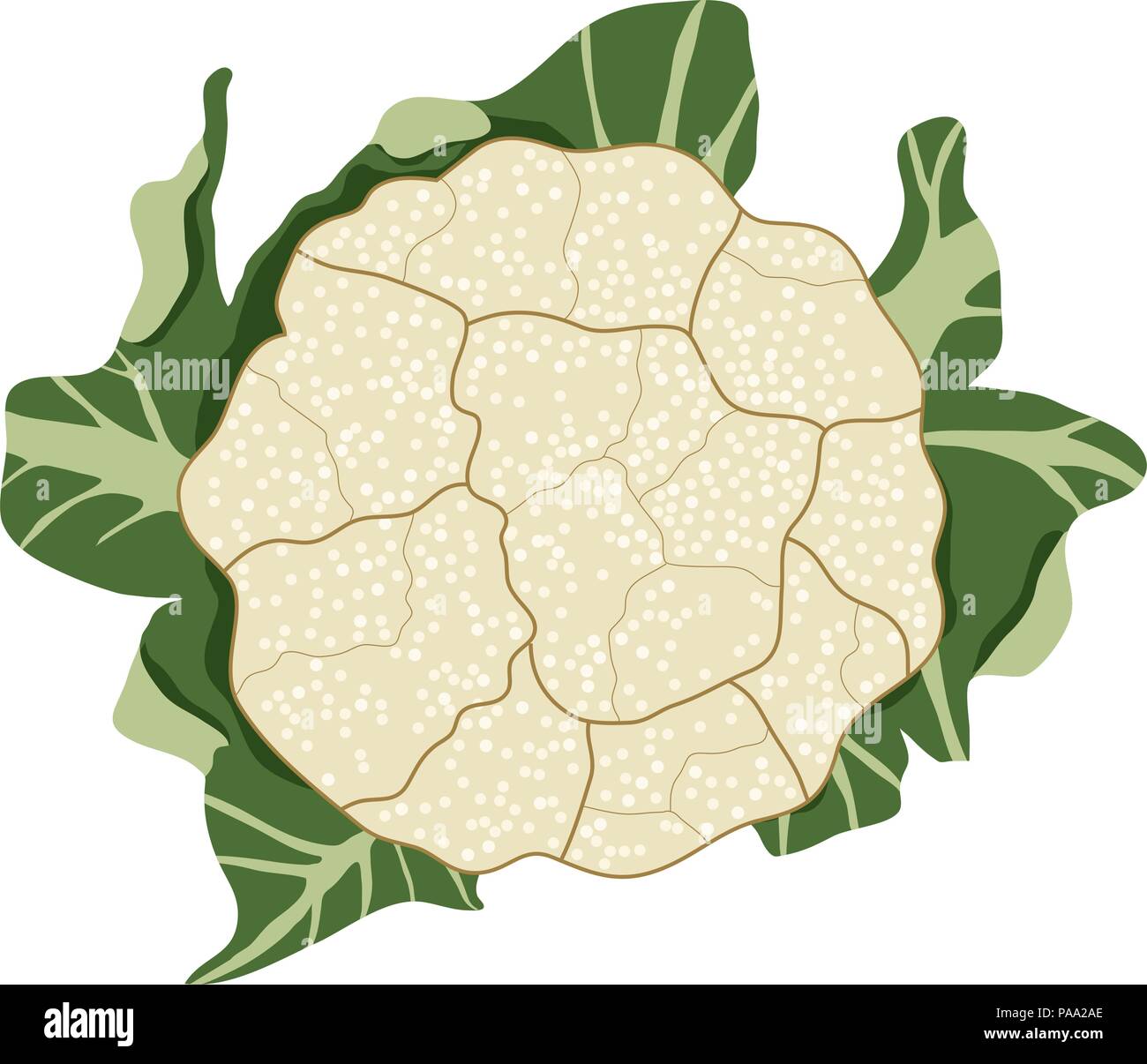 Vettore di verdura cavolo cavolfiore isolati su sfondo bianco sano cibo vegetariano icona. materie cavolfiore unico tutta la testa con le foglie per har Illustrazione Vettoriale