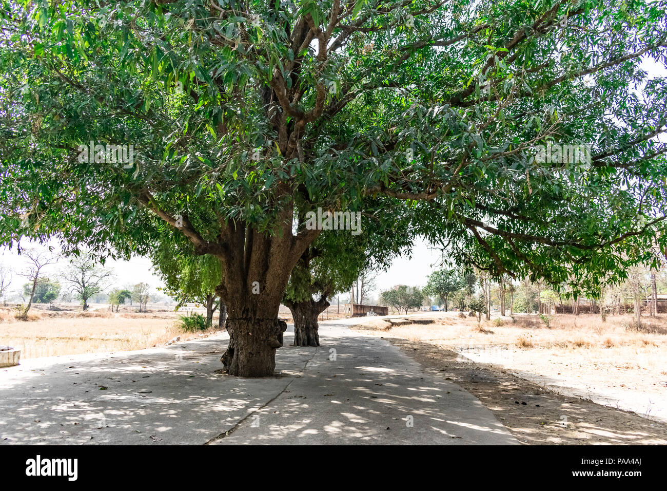 Una grande vegetazione di alberi di mango sul centro di un villaggio rurale road Chiudi vista sembrava una volta. Foto Stock
