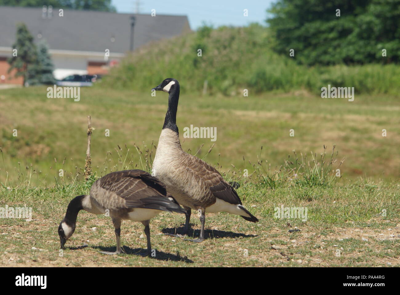 2 anatre uno mangiare Foto Stock