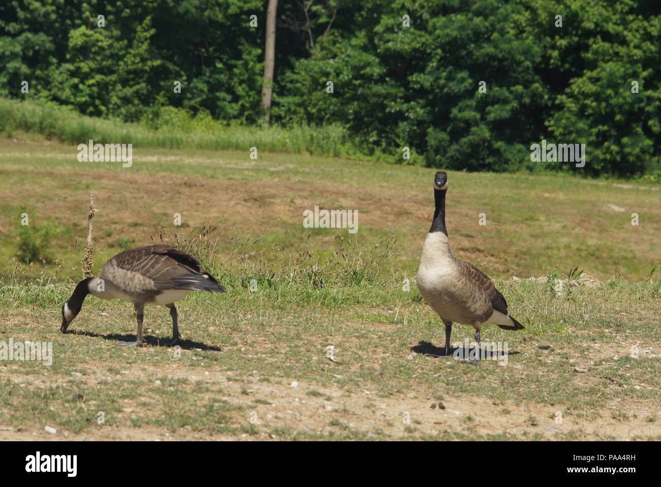 2 anatre uno mangiare 1 lookout Foto Stock