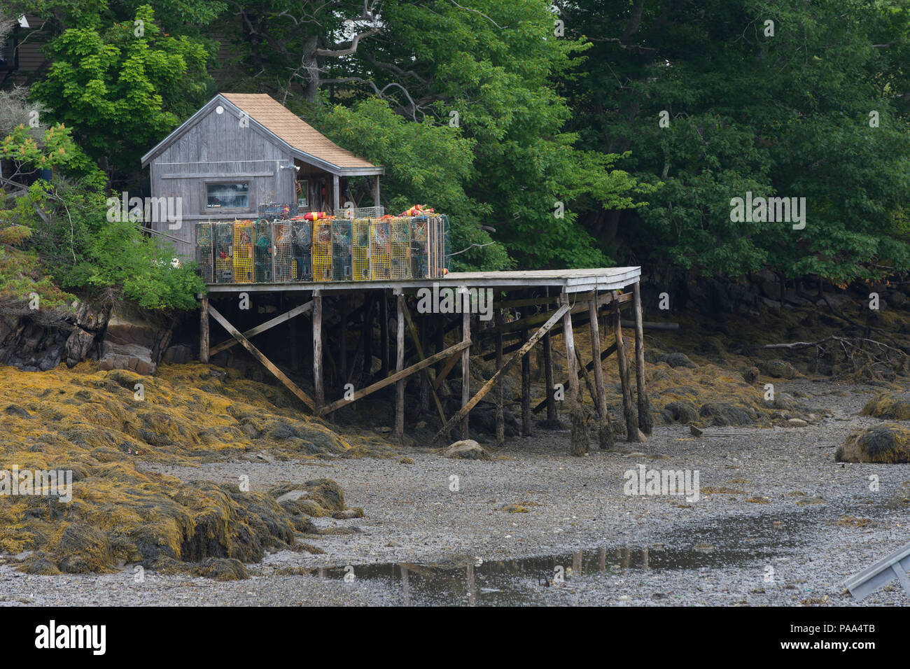 Una aragosta commerciale pier in South Bristol, Maine, Stati Uniti d'America a bassa marea Foto Stock