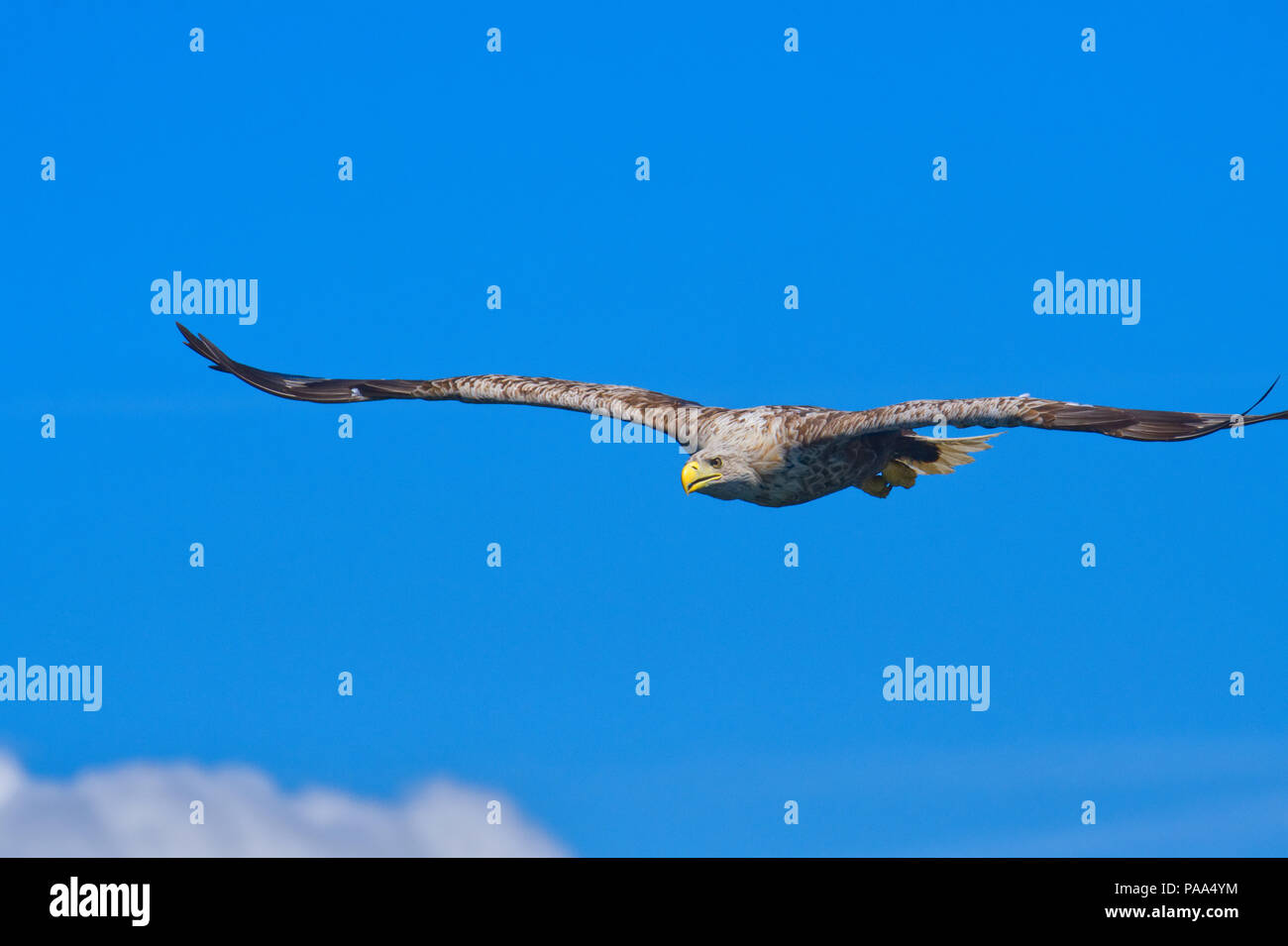 White-tailed sea eagle Foto Stock