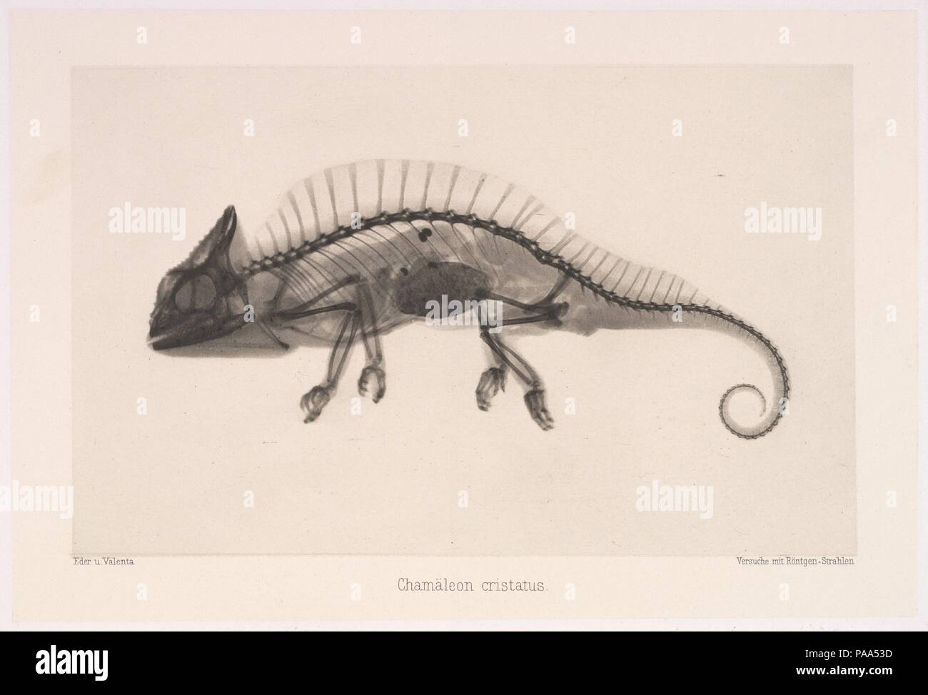 Chamäleon cristatus. Artista: Josef Maria Eder (austriaca di Krems an der Donau, 1855-1944 Kitzbühel); Eduard Valenta (Austriaco, 1857-1937). Dimensioni: Immagine: 4 15/16 × 7 7/8 in. (12,6 × 20 cm) Piastra: 6 1/8 x 9 1/8 in. (15,5 × 23,2 cm) foglio: 13 7/8 × 19 11/16 in. (35,3 × 50 cm). Data: 1896. Eder era il direttore dell' Istituto per i processi di grafica e autore di un inizio di storia della fotografia. Con il photochemist Valenta, ha prodotto un portafoglio nel gennaio 1896, a meno di un mese dopo la Wilhelm Conrad Röntgen pubblicò la sua scoperta dei raggi x. Eder e Valenta il volume dal quale questo Foto Stock