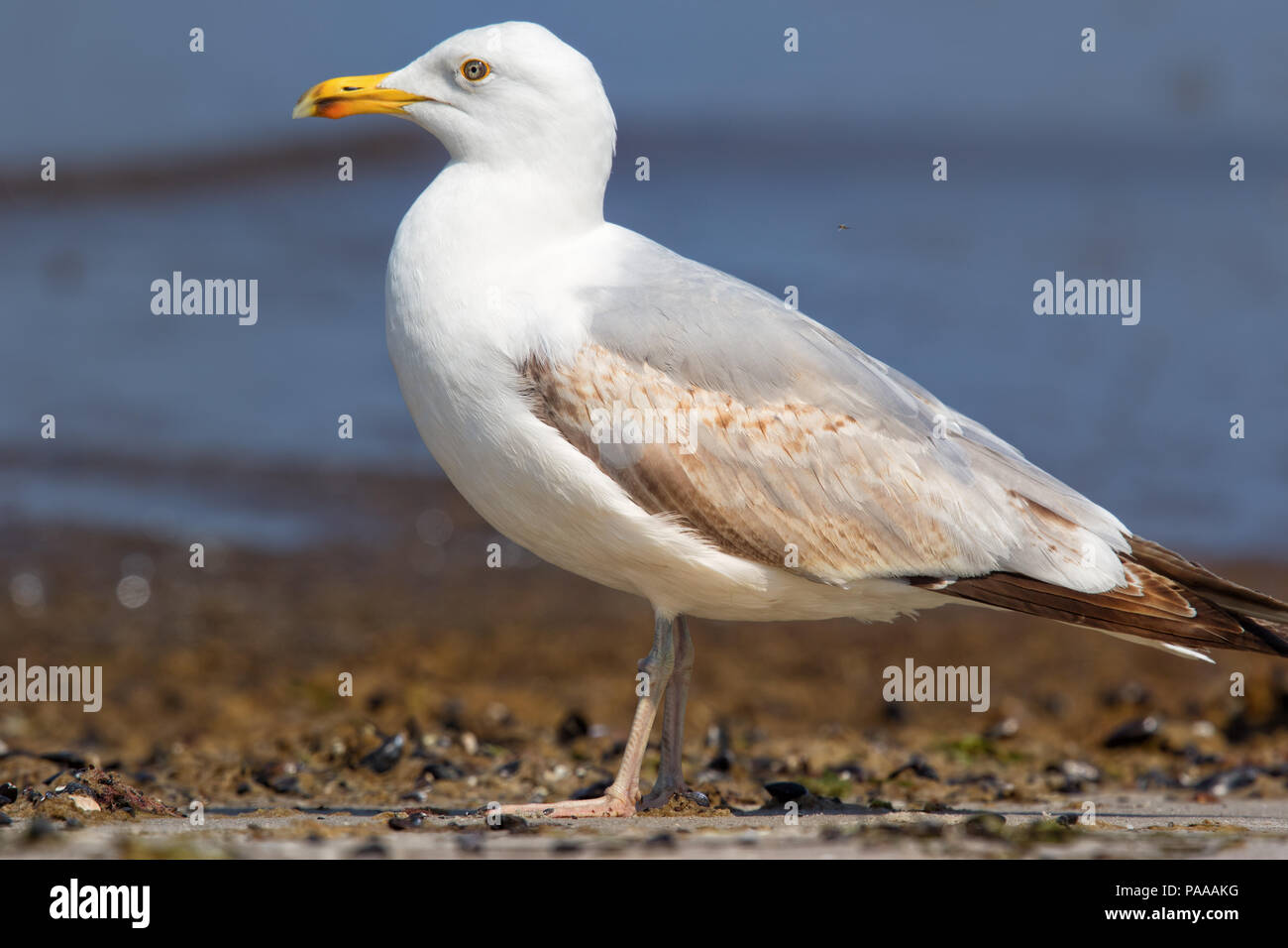 Aringa europea Gull - Larus argentatus, Fischland, Germania Seagull veduta laterale sulla spiaggia Foto Stock