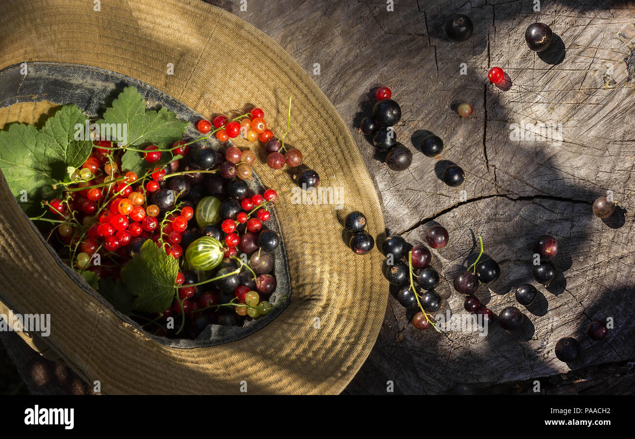 Bacche mature del rosso e del nero Ribes a grappoli e uva spina in un cappello giacciono su un moncone. La luce diurna. Un bel ombra degli alberi Foto Stock