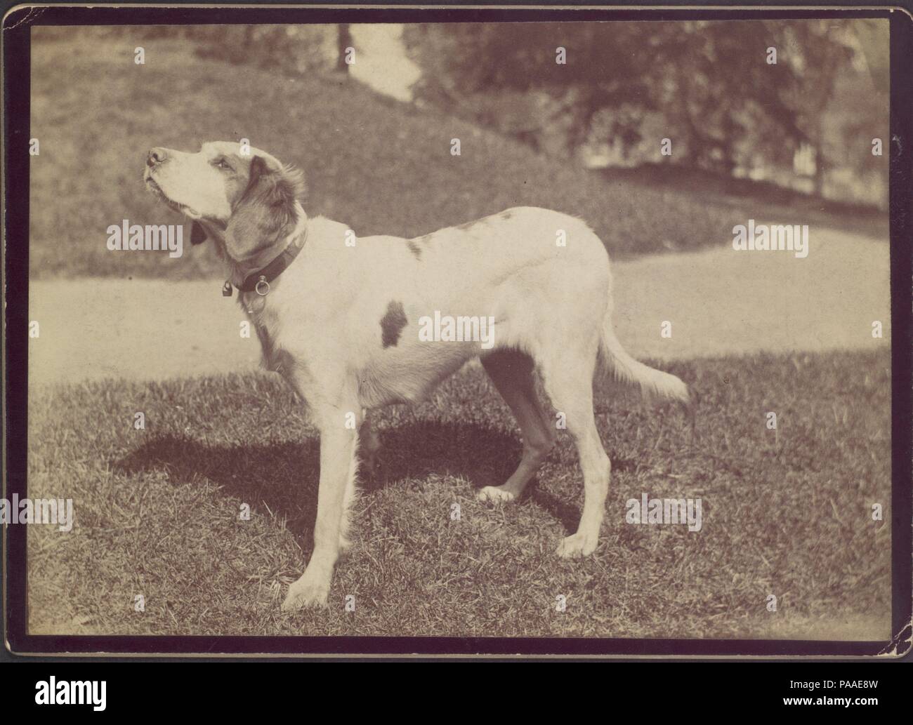 [Dog]. Artista: Sconosciuto (americano). Data: 1880-90s. Museo: Metropolitan Museum of Art di New York, Stati Uniti d'America. Foto Stock