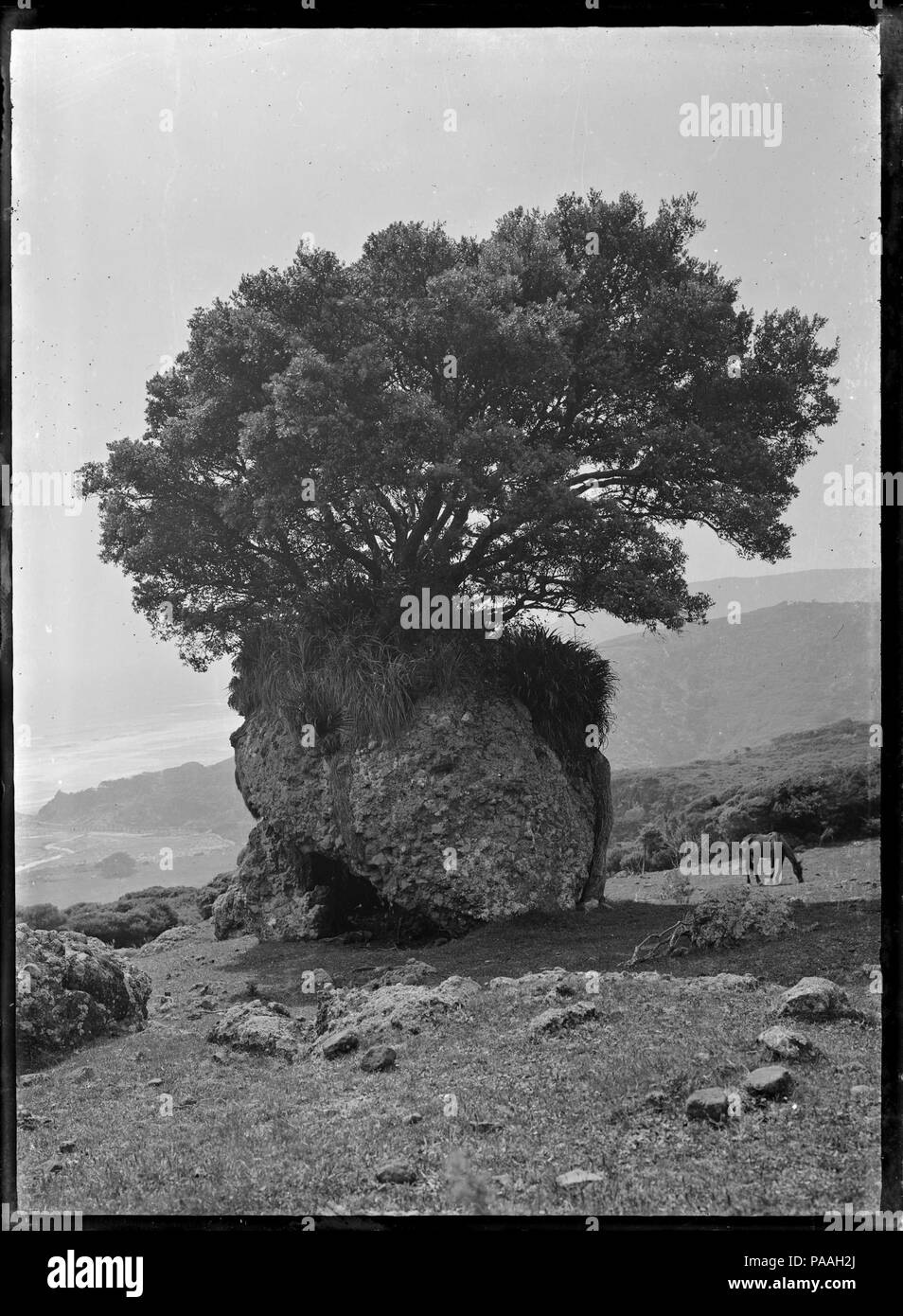 202 Pohutukawa albero che cresce sulla parte superiore di una grande rupe di Piha. ATLIB 289363 Foto Stock