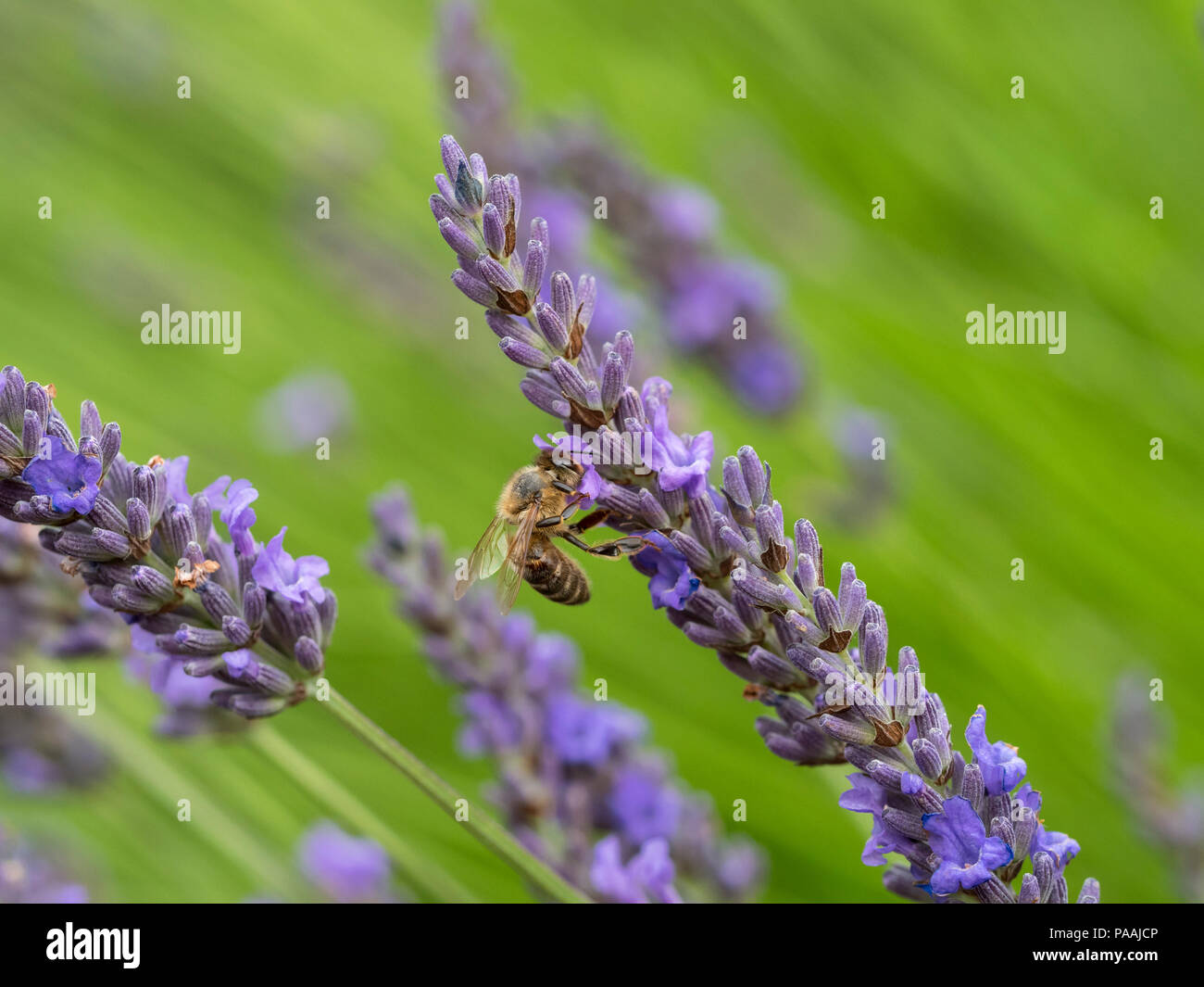 Honeybee lavoratore Apis mellifera avanzamento sul giardino di lavanda in giardino cottage confine Foto Stock