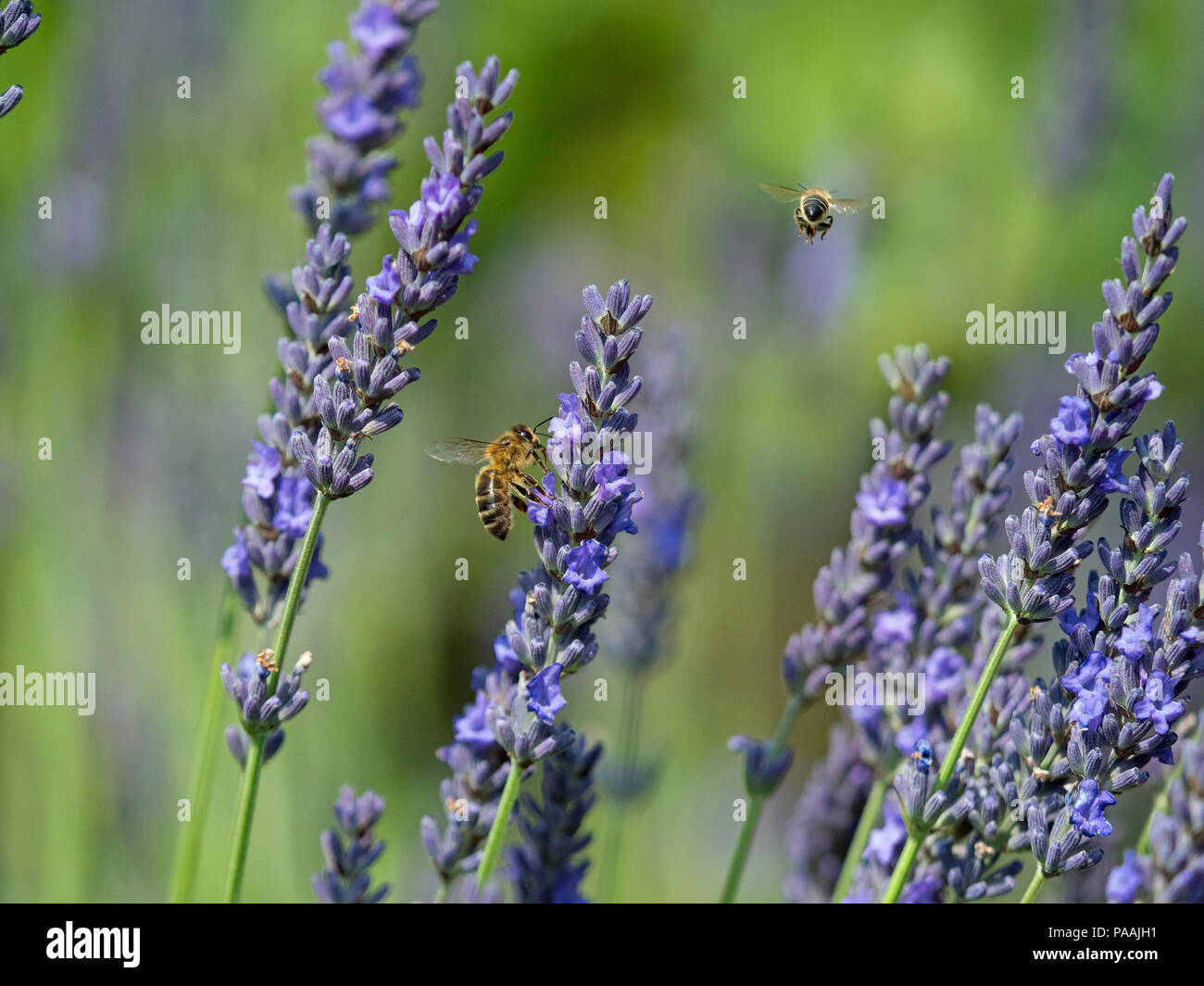 Honeybee lavoratore Apis mellifera avanzamento sul giardino di lavanda in giardino cottage confine Foto Stock