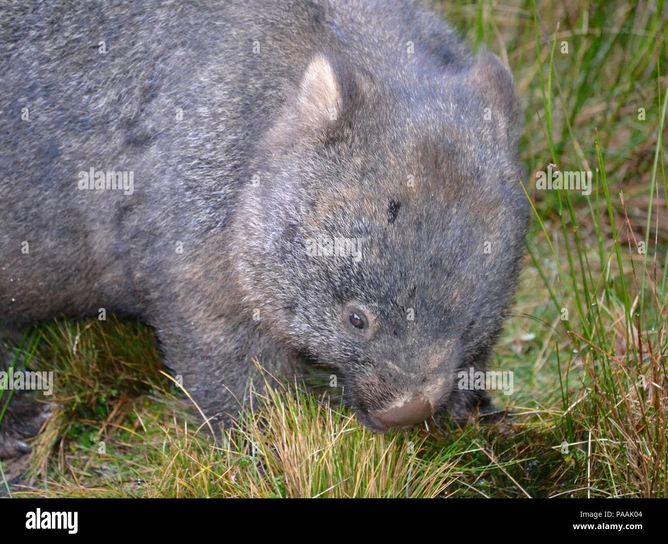 Naso peloso wombat mangiare erba a Cradle Mountain National Park in Tasmania Foto Stock