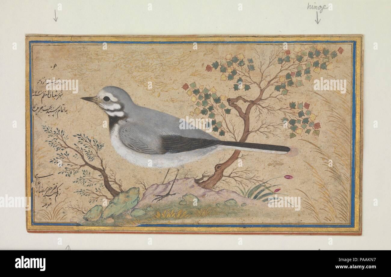 Studio di un uccello. Artista: pittura da Riza-yi 'Abbasi (Persiano, ca. 1565-1635). Dimensioni: H. 4.25 in. x W. 7.25 in. (10,8 cm di altezza 18,4 cm di larghezza). Data: datato A.H. 1043/D.C. 1634. Dipinti di uccelli sono meno comuni nelle opere di Riza-yi 'Abbasi di languido i giovani e gli appassionati di amorosa. Qui, con precisione naturalistica, egli ha utilizzato pennellate sottili per rendere il nightingale's piume nei minimi dettagli. L'uccello appare vero a vita e animato, anche se esso non è proporzionale in relazione agli alberi in background. L'iscrizione sulla sinistra in nero nasta'liq script contiene la data Foto Stock Studio di un uccello. Artista: pittura da Riza-yi 'Abbasi (Persiano, ca. 1565-1635). Dimensioni: H. 4.25 in. x W. 7.25 in. (10,8 cm di altezza 18,4 cm di larghezza). Data: datato A.H. 1043/D.C. 1634. Dipinti di uccelli sono meno comuni nelle opere di Riza-yi 'Abbasi di languido i giovani e gli appassionati di amorosa. Qui, con precisione naturalistica, egli ha utilizzato pennellate sottili per rendere il nightingale's piume nei minimi dettagli. L'uccello appare vero a vita e animato, anche se esso non è proporzionale in relazione agli alberi in background. L'iscrizione sulla sinistra in nero nasta'liq script contiene la data Foto Stock