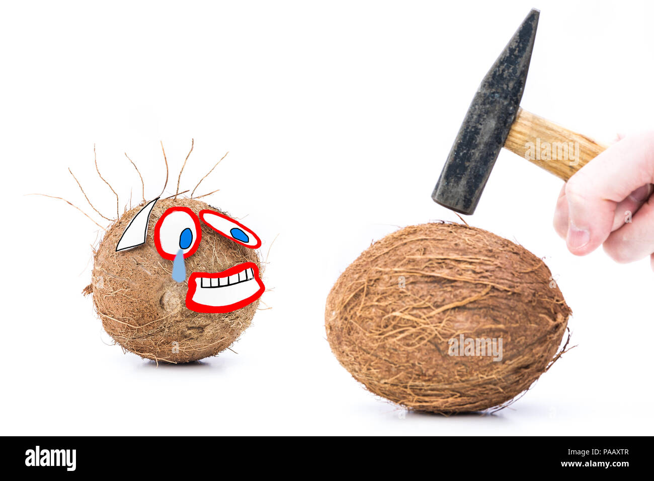 Funny foto di una noce di cocco su sfondo bianco. Strano concetto di pericolo e di paura Foto Stock