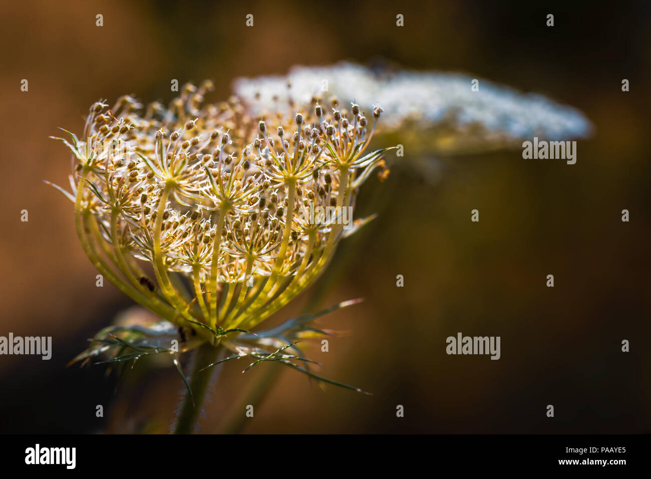 Queen Anne's Pizzi Foto Stock